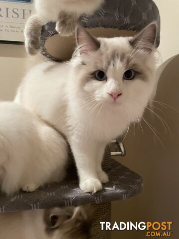 Purebred Ragdoll Kittens