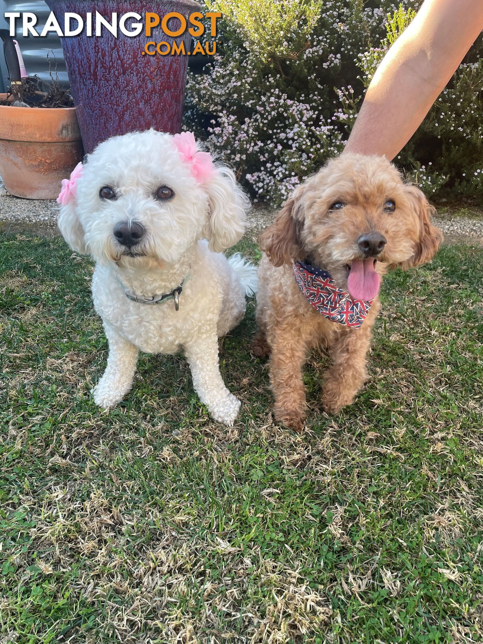 Bichoodle (Bichpoo/Poochon) Puppies