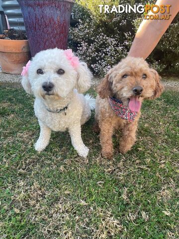 Bichoodle (Bichpoo/Poochon) Puppies