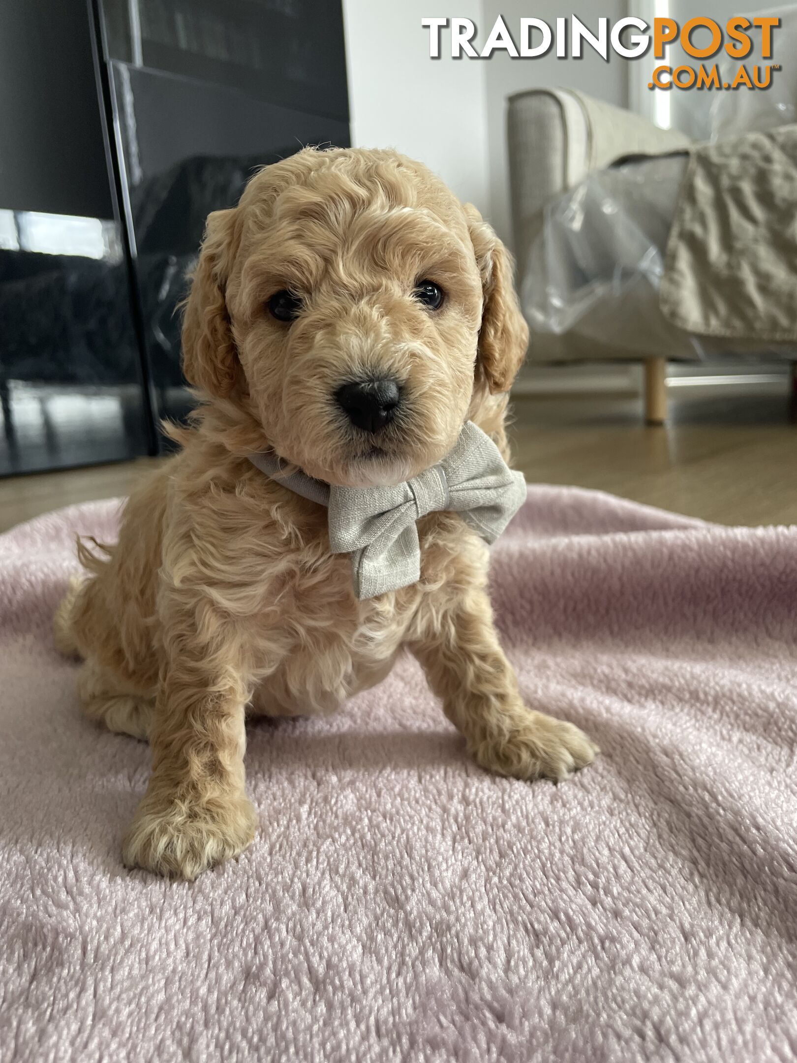 Bichoodle (Bichpoo/Poochon) Puppies