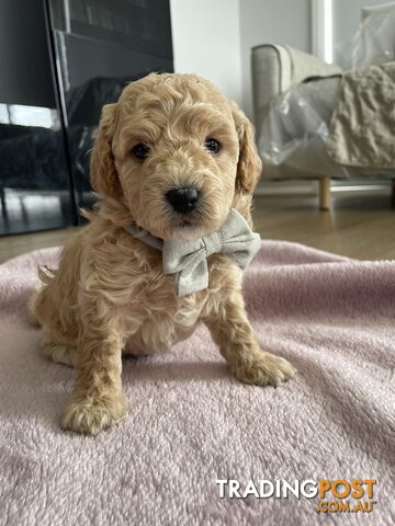 Bichoodle (Bichpoo/Poochon) Puppies