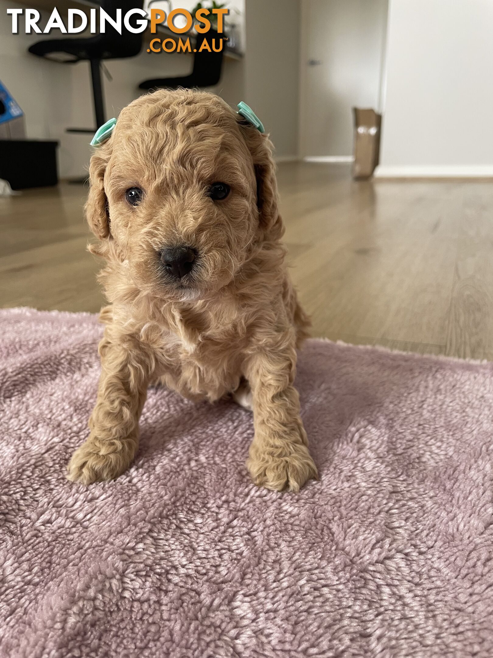 Bichoodle (Bichpoo/Poochon) Puppies