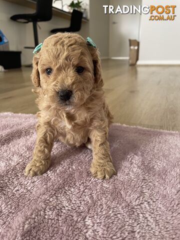 Bichoodle (Bichpoo/Poochon) Puppies