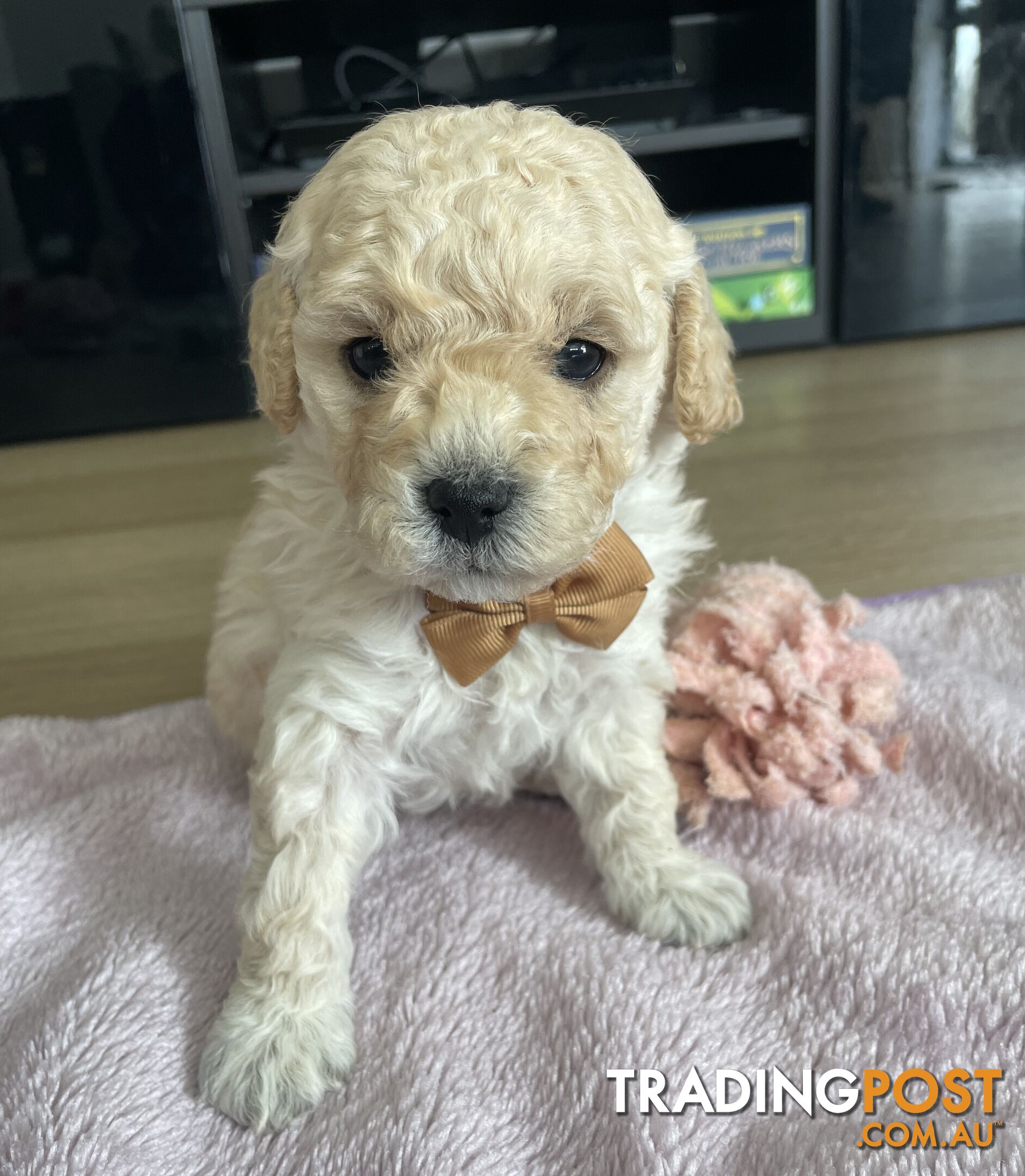 Bichoodle (Bichpoo/Poochon) Puppies