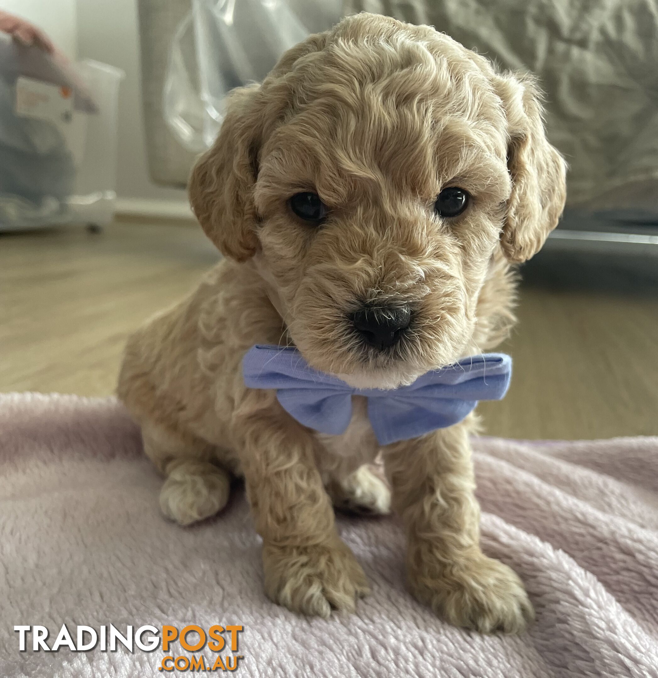 Bichoodle (Bichpoo/Poochon) Puppies