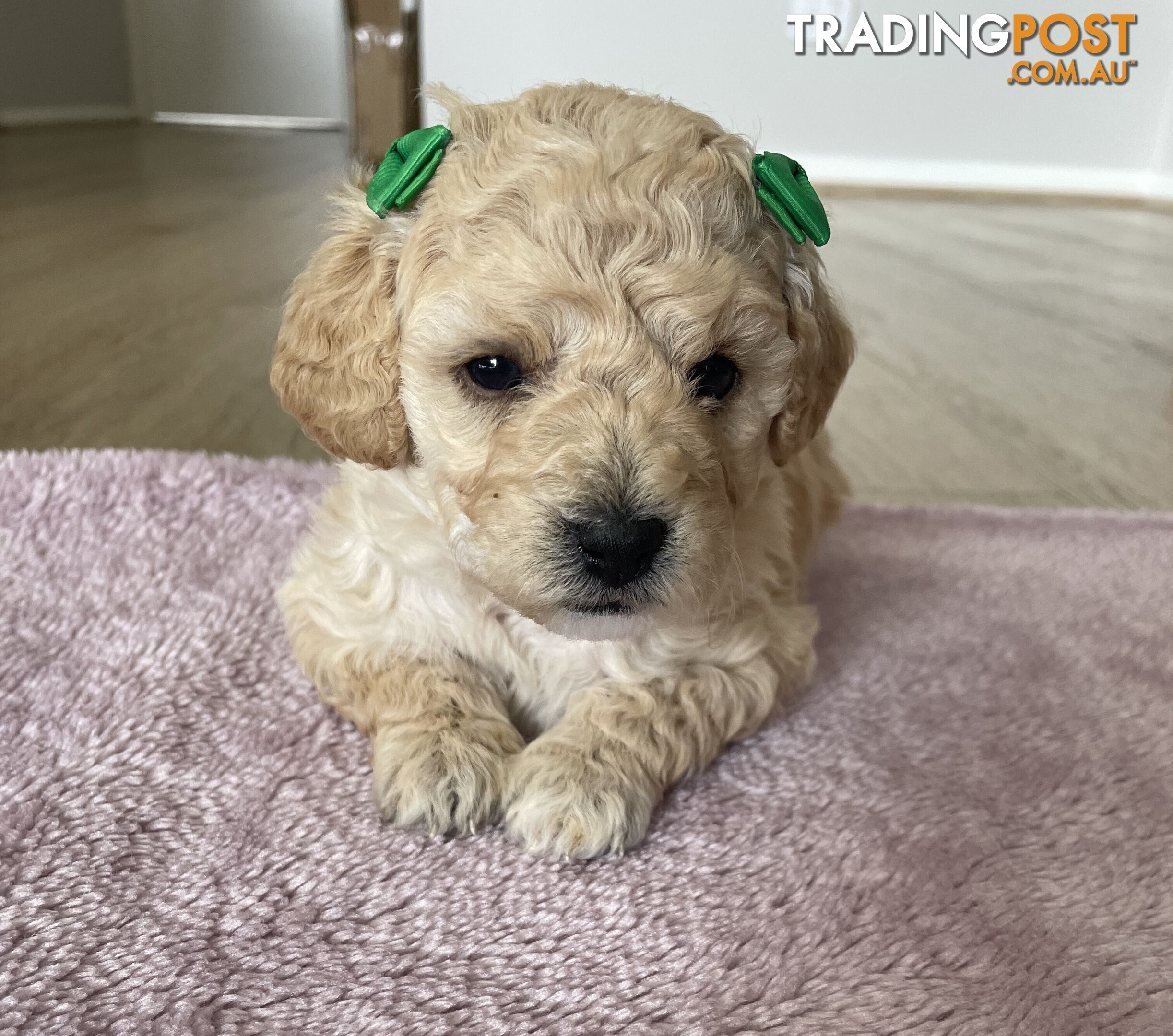 Bichoodle (Bichpoo/Poochon) Puppies