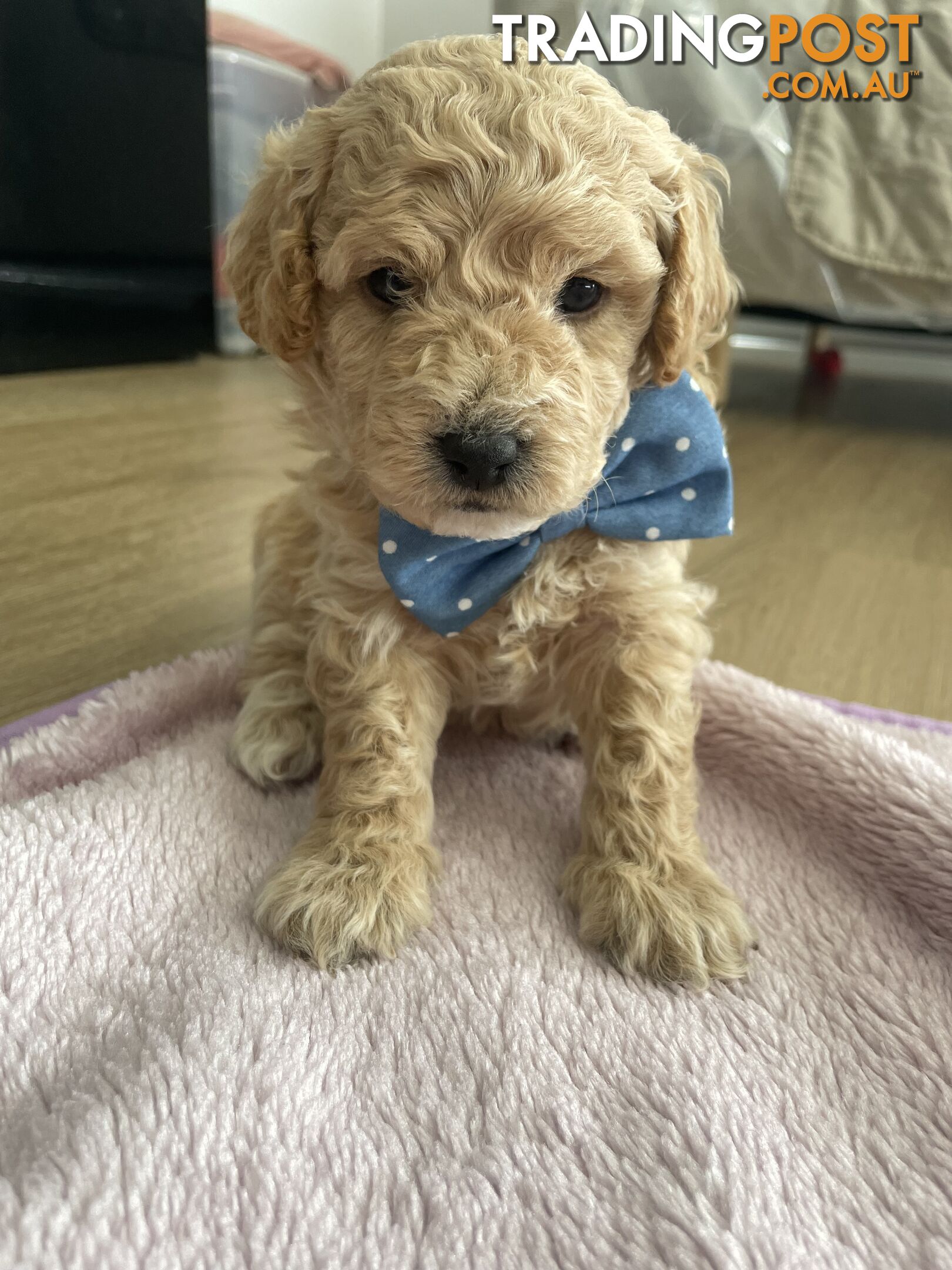 Bichoodle (Bichpoo/Poochon) Puppies