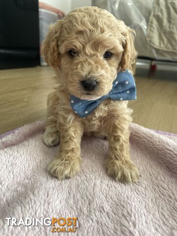 Bichoodle (Bichpoo/Poochon) Puppies