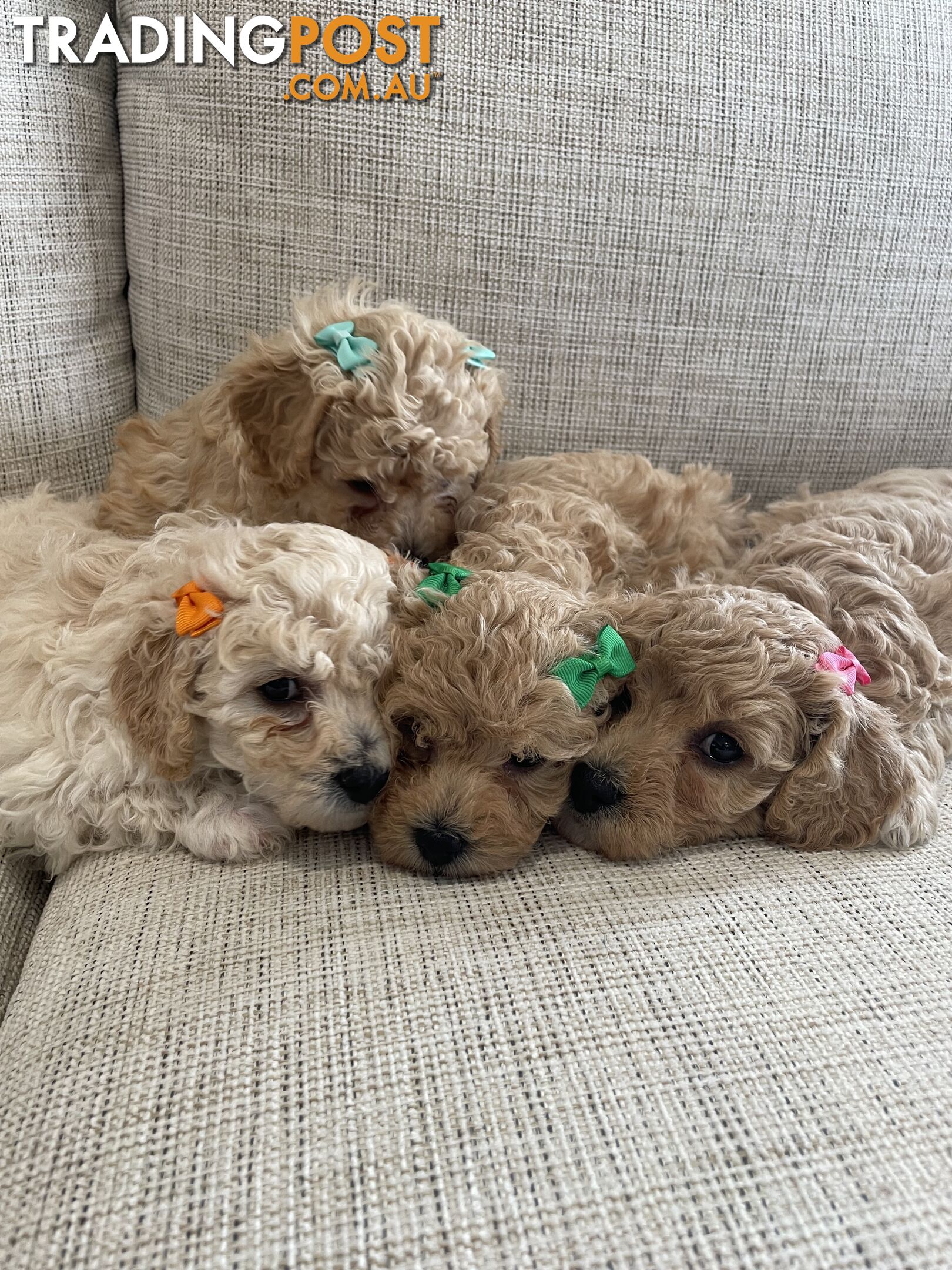 Bichoodle (Bichpoo/Poochon) Puppies