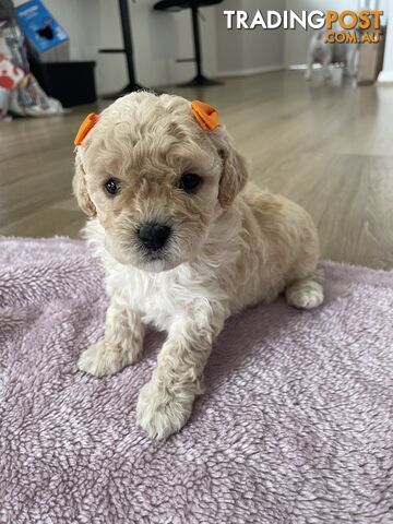 Bichoodle (Bichpoo/Poochon) Puppies