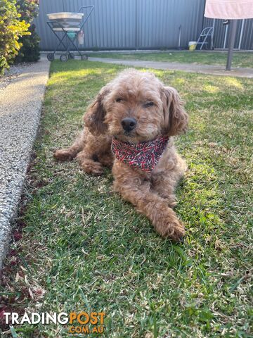 Bichoodle (Bichpoo/Poochon) Puppies