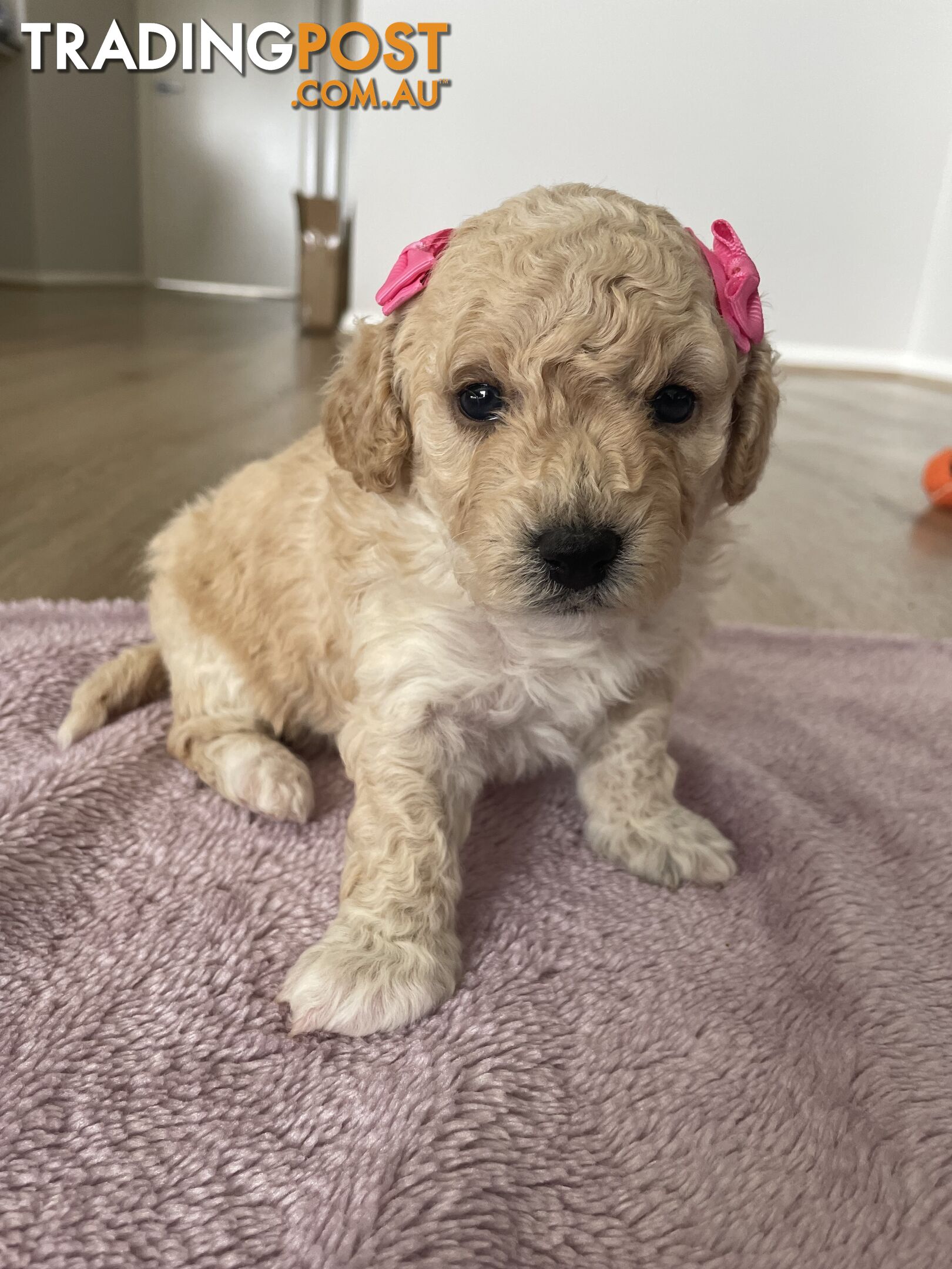 Bichoodle (Bichpoo/Poochon) Puppies