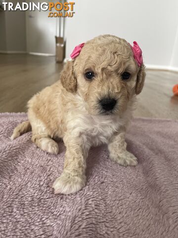 Bichoodle (Bichpoo/Poochon) Puppies