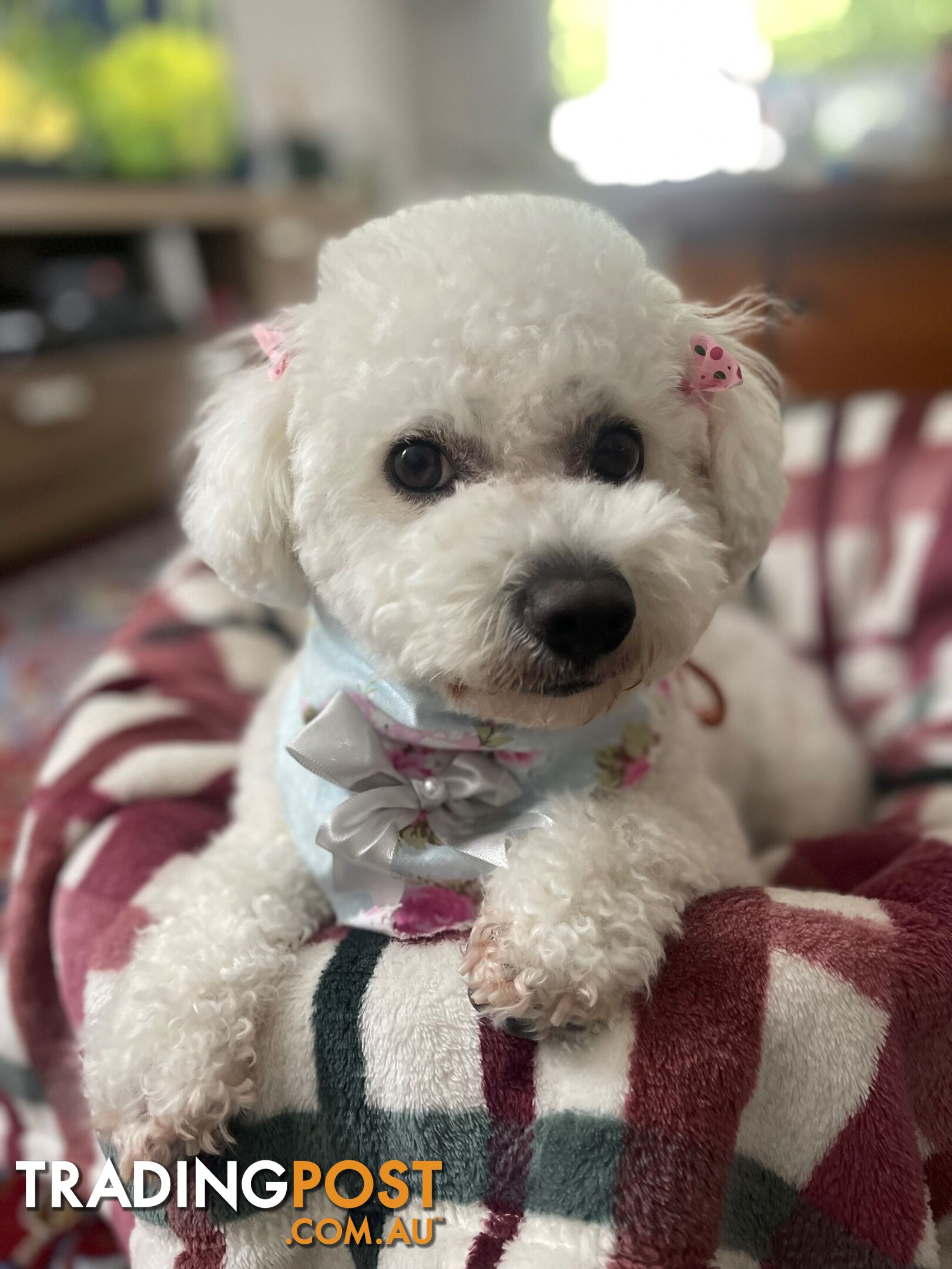 Bichoodle (Bichpoo/Poochon) Puppies