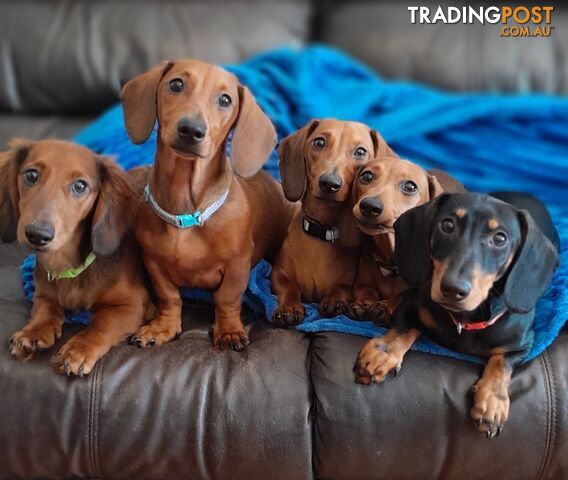 Dachshunds are addictive!!!!