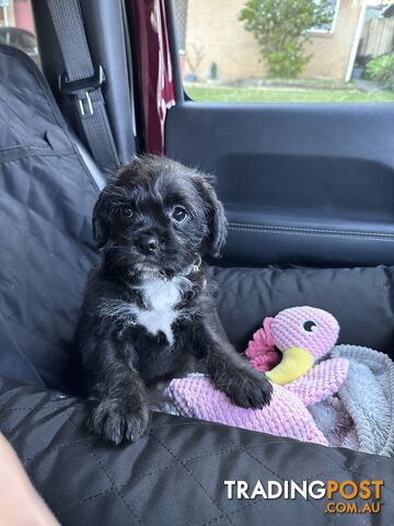 Pugapoo Female Puppy