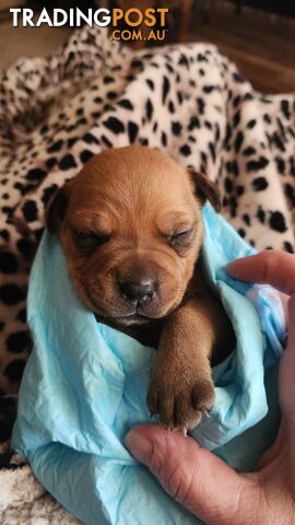 American staffy x boxer