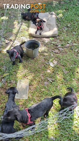 Beautiful Kelpie, Border-Collie cross puppies