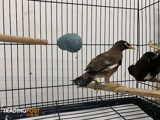 Male and Female Handfed Mynah Available