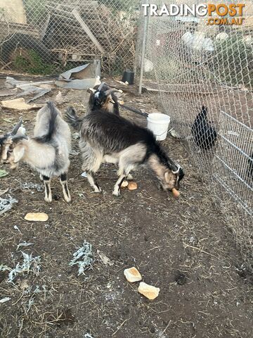 1 year old male goats for sale