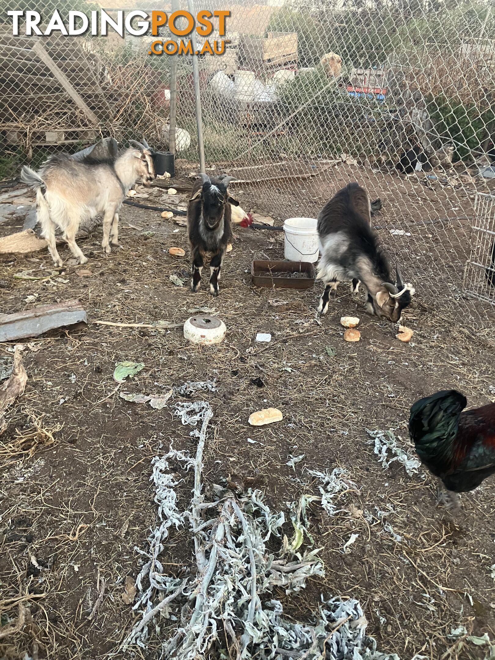 1 year old male goats for sale