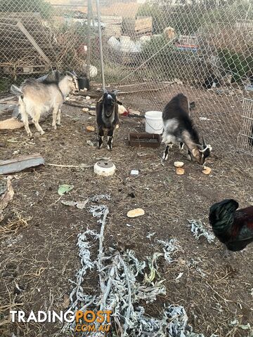 1 year old male goats for sale