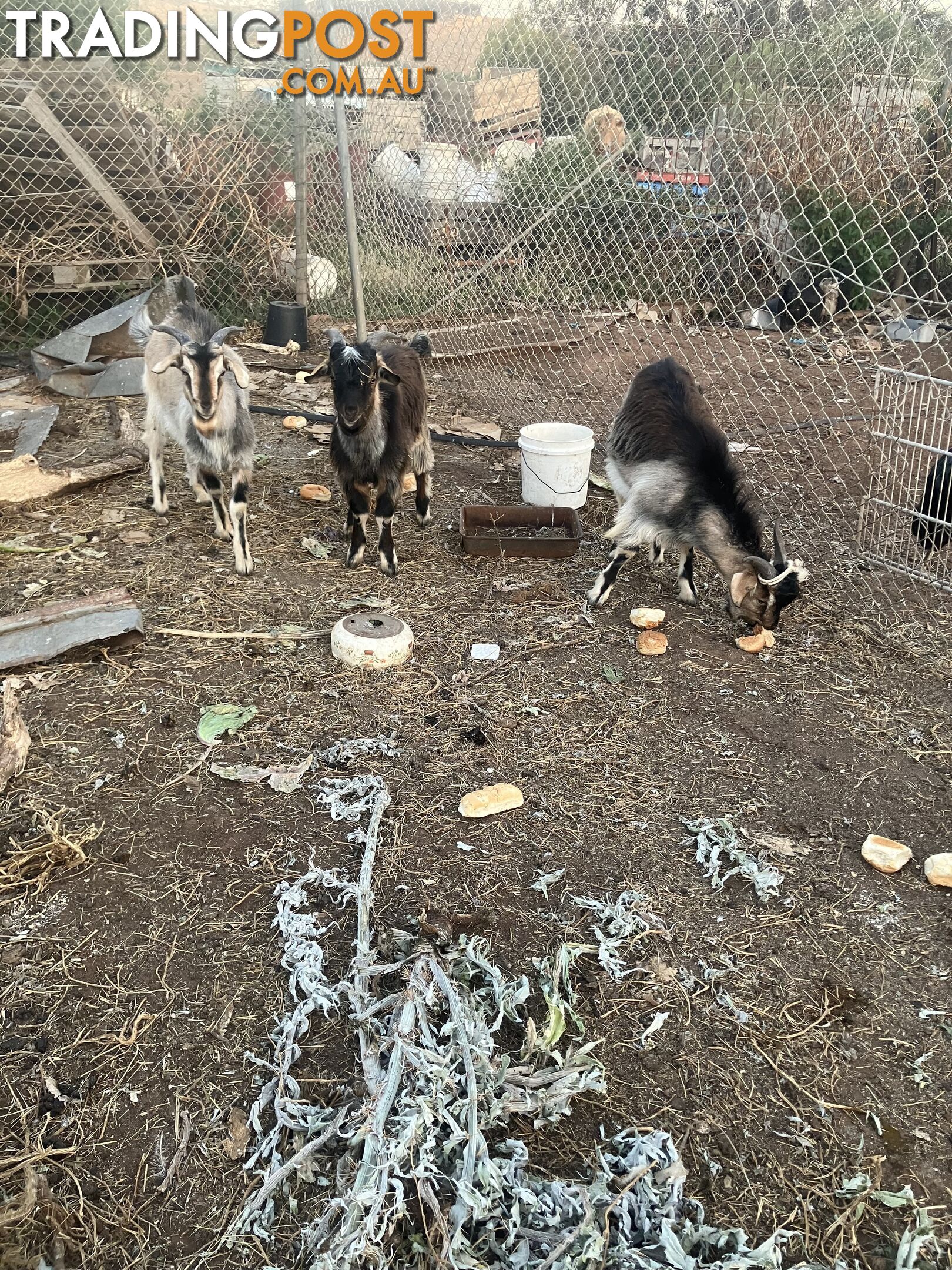 1 year old male goats for sale