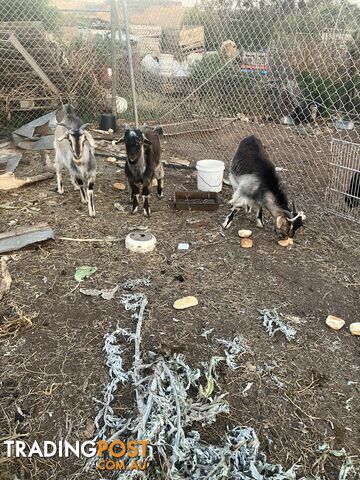 1 year old male goats for sale