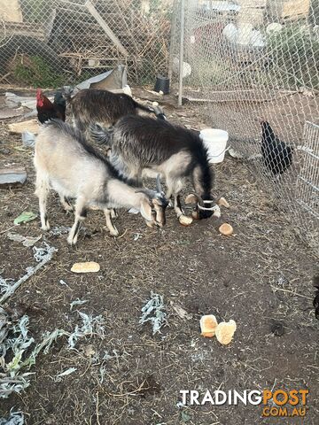 1 year old male goats for sale