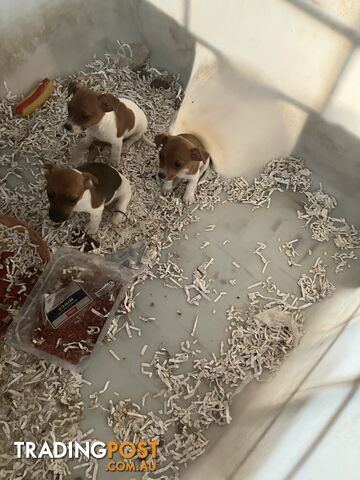 Pure Breed Jack Russell puppies for sale