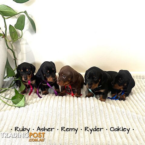 Miniature Dachshund Puppies