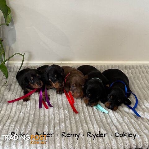 Miniature Dachshund Puppies