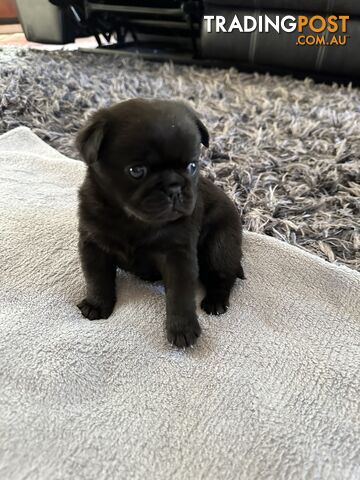 Purebred Pug Puppy