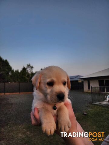 Purebred Labrador Puppies