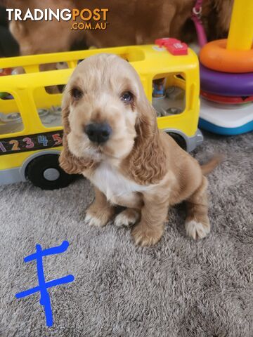 Purebred Cockerspaniel puppies