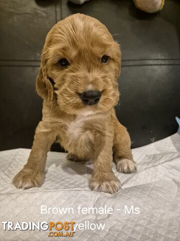 Purebred English Cockerspaniel