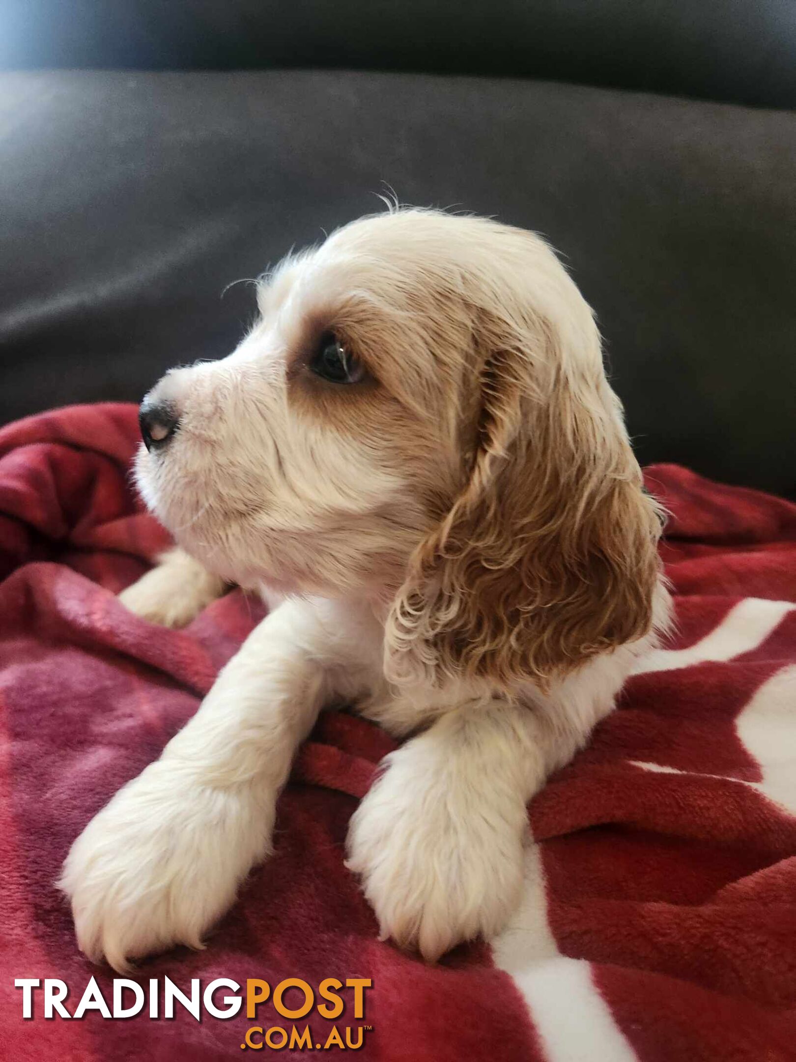 Cockerspaniel x Cavalier