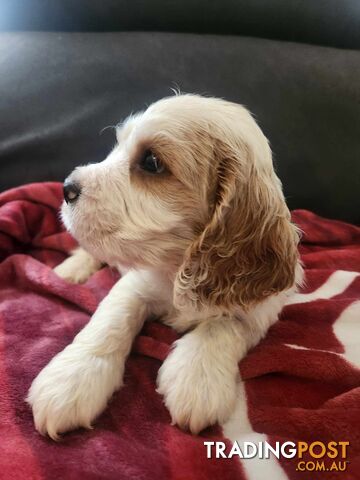 Cockerspaniel x Cavalier