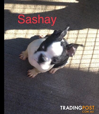 Boston Terrier - photo 4 of 6