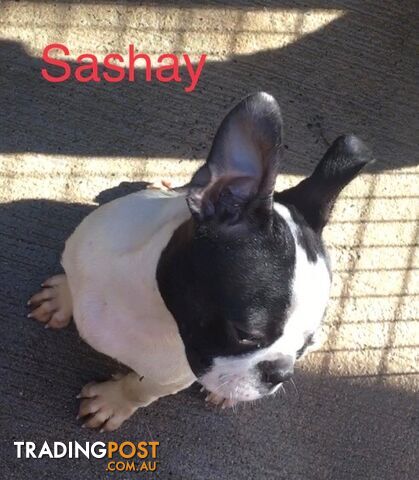 Boston Terrier - photo 3 of 6