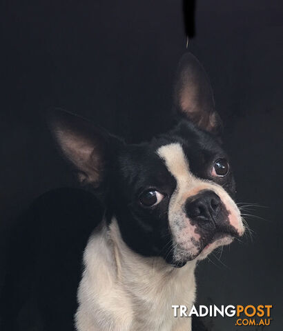Boston Terrier - photo 5 of 6