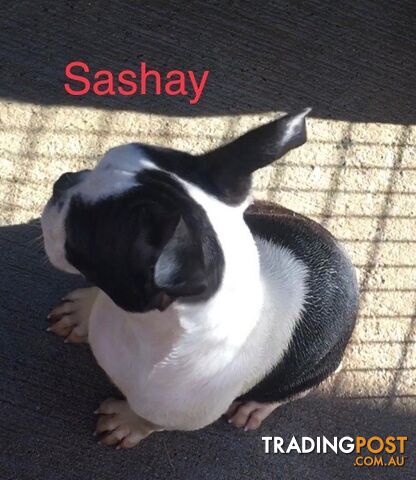 Boston Terrier - photo 2 of 6