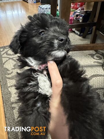 Pomeranian x miniature poodle