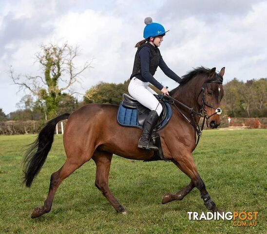 Exceptional 9 year old unraced Gelding