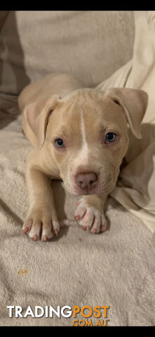 Beautiful American Bully Puppies