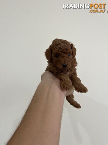 Tiny Teacup Toy Poodle Puppies