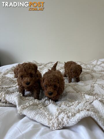 Tiny Teacup Toy Poodle Puppies