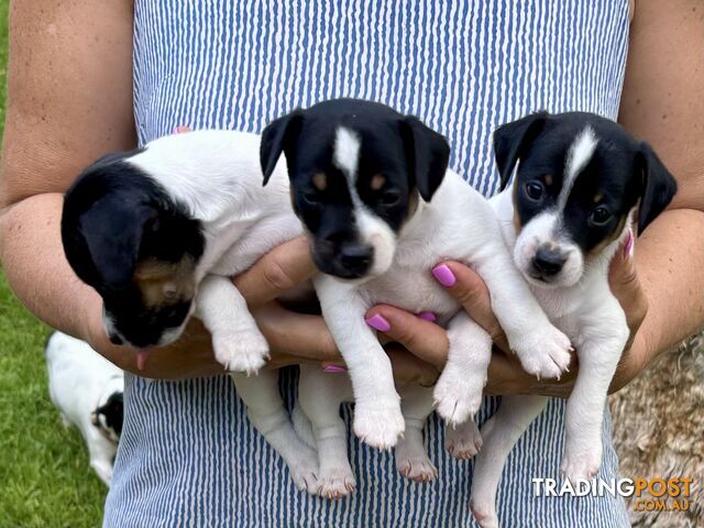 Purebred Mini Foxie Puppies