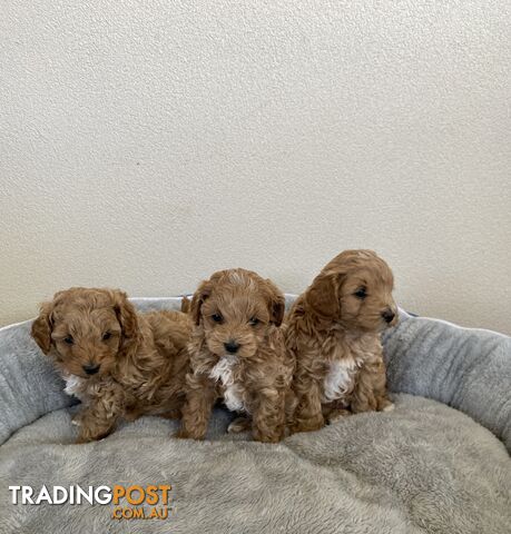 Maltese Shih Tzu x Toy Poodle Puppies for sale