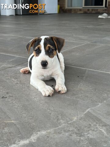 Jack Russell Puppies